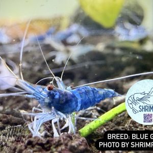 High Grade Blue Ghost