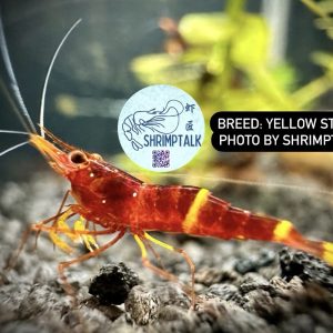 Yellow Stripe