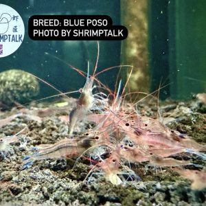 Blue Leg Poso